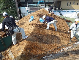 傘松ケーブル16