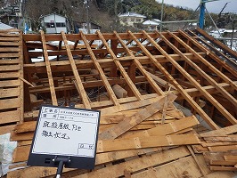 傘松ケーブル17