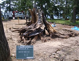 天橋立公園　公共自然公園施設整備工事03