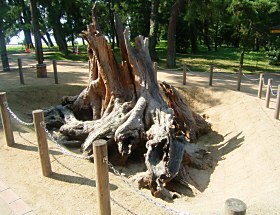 天橋立公園　公共自然公園施設整備工事04