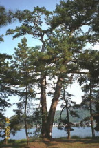 天橋立公園　公共自然公園施設整備工事0